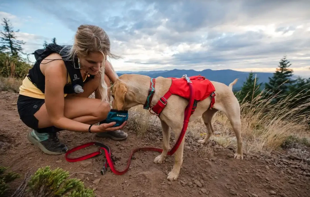 Coupon 🤩 Pets Ruffwear Switchbak 🐶 Dog Harness 😍 5 Pets Ruffwear Switchbak Dog Harness